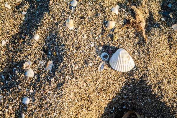 Conchas de mar en forma regular en la playa de arena Imágenes de stock libres de derechos