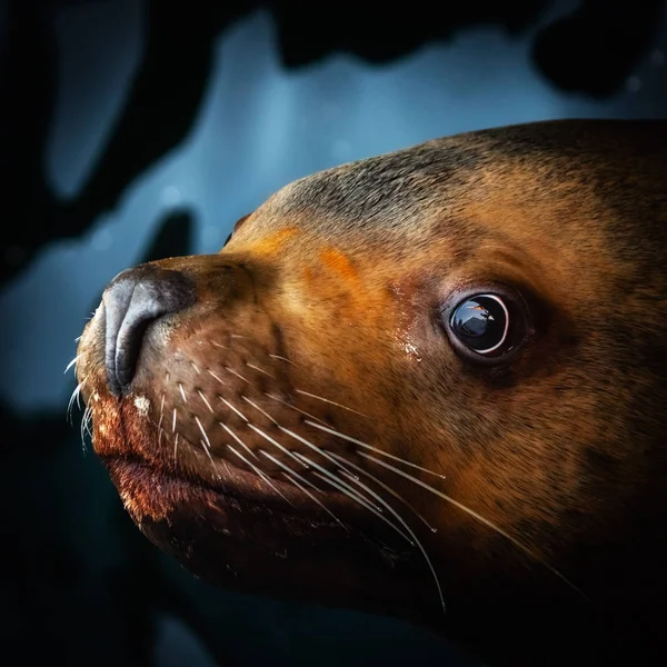 Low key square portrait of cute Steller Sea Lion or Northern Sea Lion (Eumetopias Jubatus) floats in water and looking at camera. Eurasia, Russian Far East, Pacific Ocean, Avacha Bay, Kamchatka Peninsula.