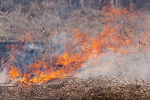 Natural disaster in forest: burning dry grass in meadow
