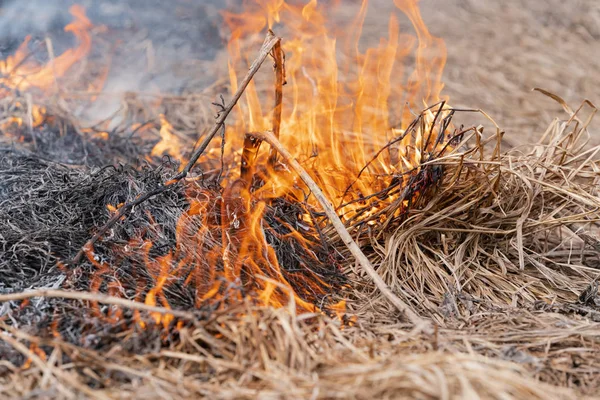 Dry grass burning in meadow at springtime. Fire and smoke destroy all wildlife