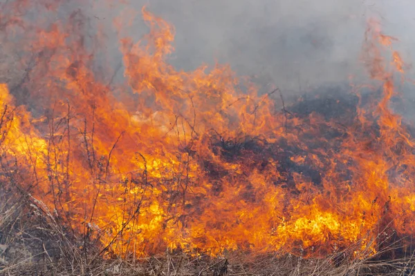 Red flame of fire with figures on background burning dry grass in spring forest