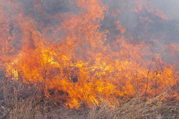 Red flame of fire, different figures on background burning dry grass in spring forest