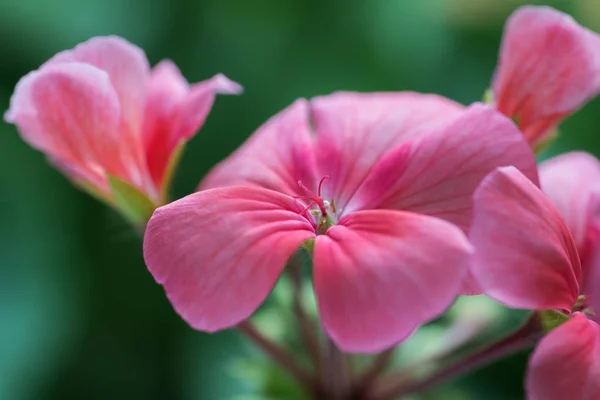 Pale pink color of flower petals Pelargonium zonale Willd. Close up view