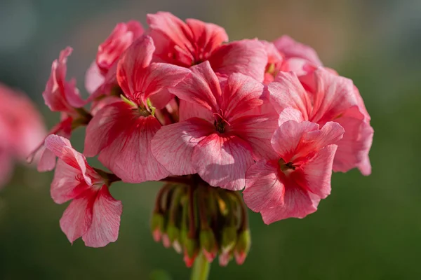 Pink color of flowers petals Pelargonium zonale Willd. Macro photography of beauty petals