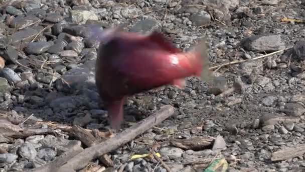 Wild red salmon fish Sockeye Salmon (Oncorhynchus nerka) fish beating on stones ashore caught by poachers. Pacific salmon that is primarily red in hue during spawning and dying after they spawn. — Stock Footage Wild Red Salmon Fish Sockeye Salmon Oncorhynchus Nerka Fish Beating Stock Video