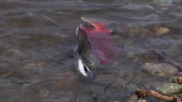 Wild red salmon fish Blueback Salmon (Oncorhynchus nerka) swimming in shallow water and splashing during spawning. Pacific salmon that is primarily red in hue during spawning and dying after they spawn — Stock Footage Wild Red Salmon Fish Blueback Salmon Oncorhynchus Nerka Swimming Shallow Royalty Free Stock Footage