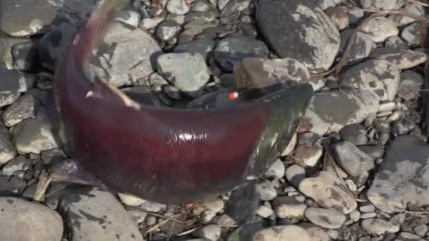 Fisherman catches fish on float and accidentally caught wild red salmon fish Sockeye Salmon (Oncorhynchus nerka) on hook and pulled catch ashore. — Stock Footage Fisherman Catches Fish Float Accidentally Caught Wild Red Salmon Fish Stock Footage