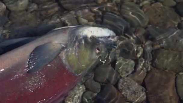 Wild red salmon fish Sockeye Salmon (Oncorhynchus nerka) swimming in shallow water and splashing during spawning. Pacific salmon is primarily red during spawning, dying after they spawn. Slow motion. — Stock Footage Wild Red Salmon Fish Sockeye Salmon Oncorhynchus Nerka Swimming Shallow Royalty Free Stock Video