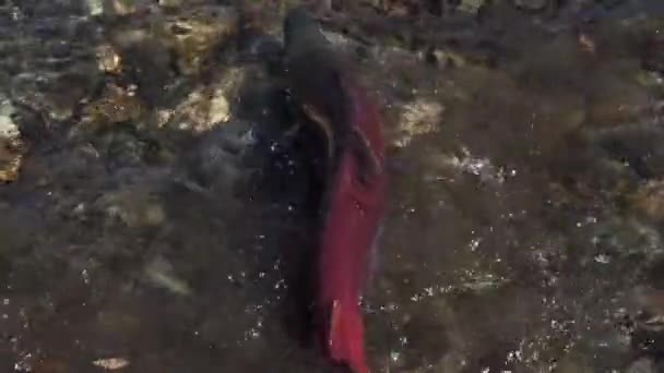 Wild red salmon fish Sockeye Salmon (Oncorhynchus nerka) swimming in shallow water, splashing during spawning. Pacific salmon primarily red color and dying after they spawn. Slow motion. — Stock Footage Wild Red Salmon Fish Sockeye Salmon Oncorhynchus Nerka Swimming Shallow Stock Video