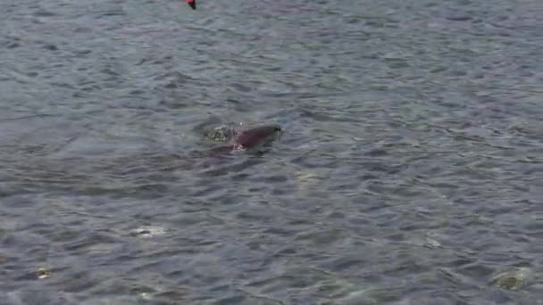 Fisherman catches fish in river on float and accidentally caught wild red salmon fish Sockeye Salmon (Oncorhynchus nerka) on hook. Pacific salmon red color during spawning, dying after spawn. — Stock Footage Fisherman Catches Fish River Float Accidentally Caught Wild Red Salmon Royalty Free Stock Footage