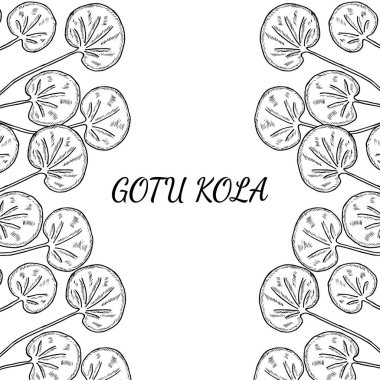 Gotu kola, çizim, sınır 1