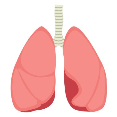 İnsan ciğerleri, düz.