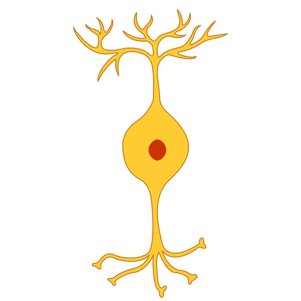 Neuron Dwubiegunowy Neuron Nerwowy — Wektor stockowy