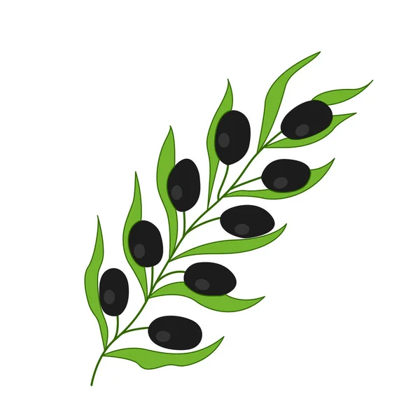 Black Olives Branch Leaves — Stock Vector