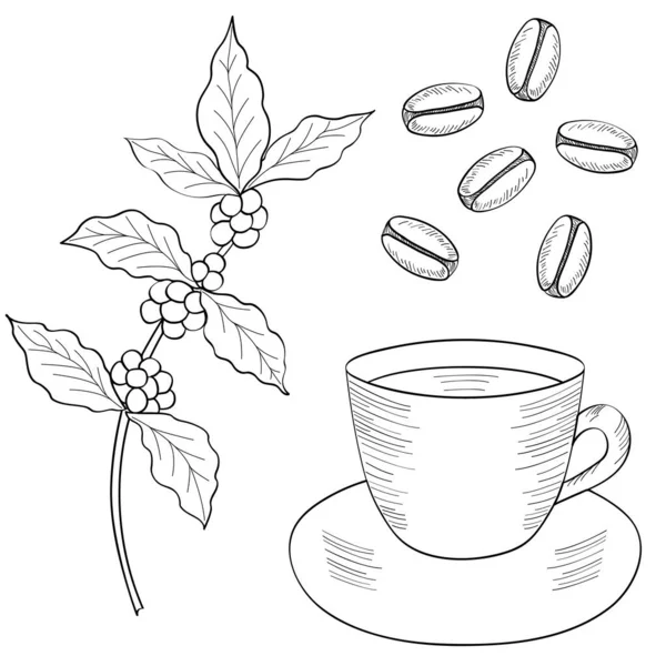 Καφές Κλαδί Φασόλια Κύπελλο Σετ — Διανυσματικό Αρχείο