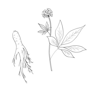ginseng çizimi izole edildi.