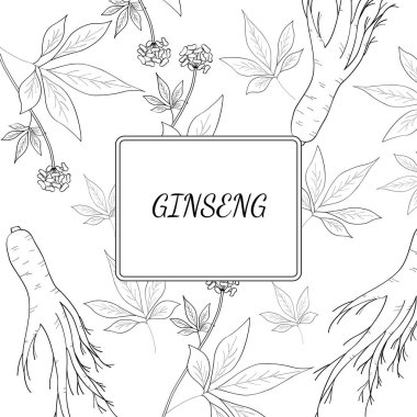 ginseng arkaplan 1 çizimi