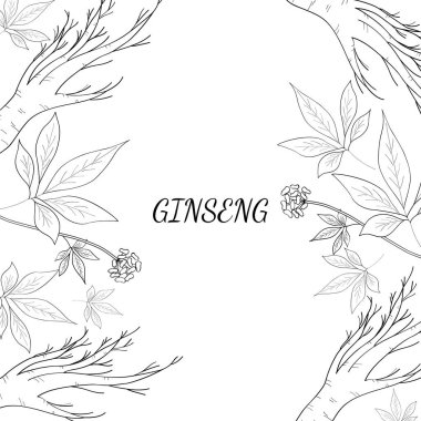 ginseng arkaplan 3 çizimi
