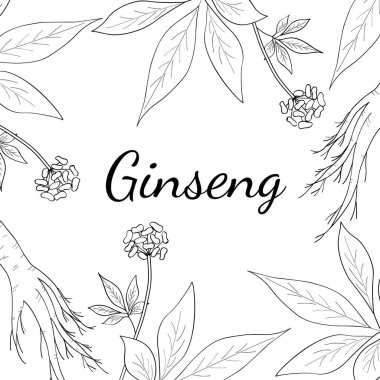 ginseng, kare pankart çizimi