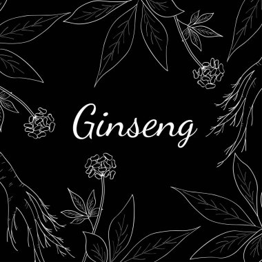 ginseng, kare pankart çizimi