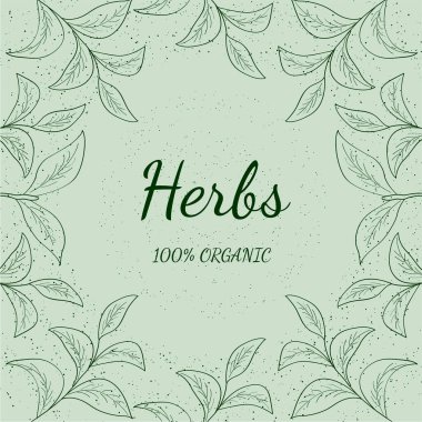 Yeşil çay, otlar isol