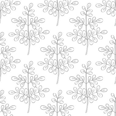 Moringa oleifera, dikişsiz 2