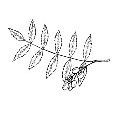 İzole edilmiş çizim 1