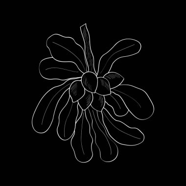 Shea ağacı karalaması