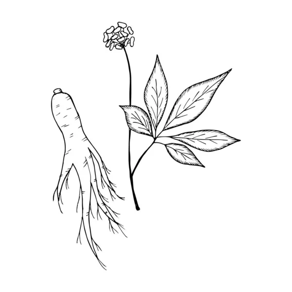 Ginseng Schets — Stockvector