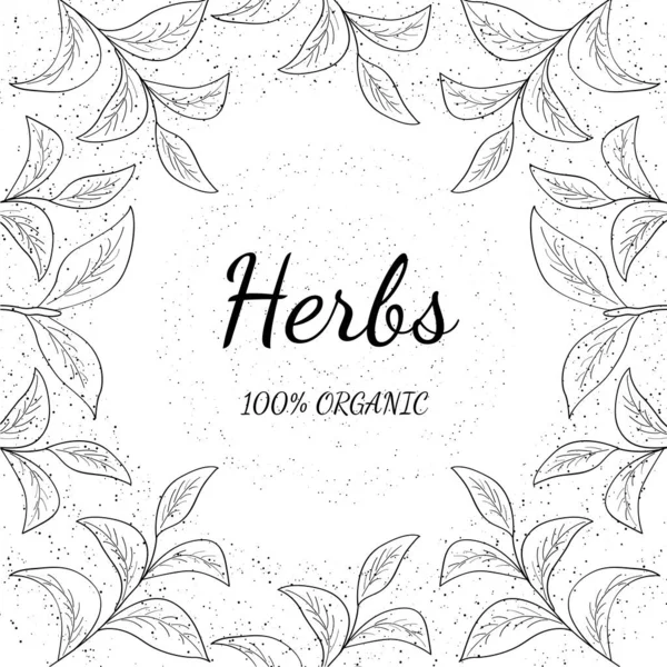 Yeşil çay, bitki eskizi.