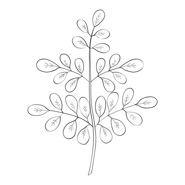 Moringa Oleifera Sketsa - Stok Vektor