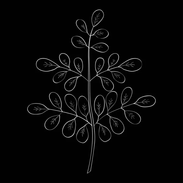 Croquis Moringa Oleifera — Image vectorielle