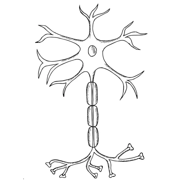 神経細胞ニューロン1 — ストックベクタ