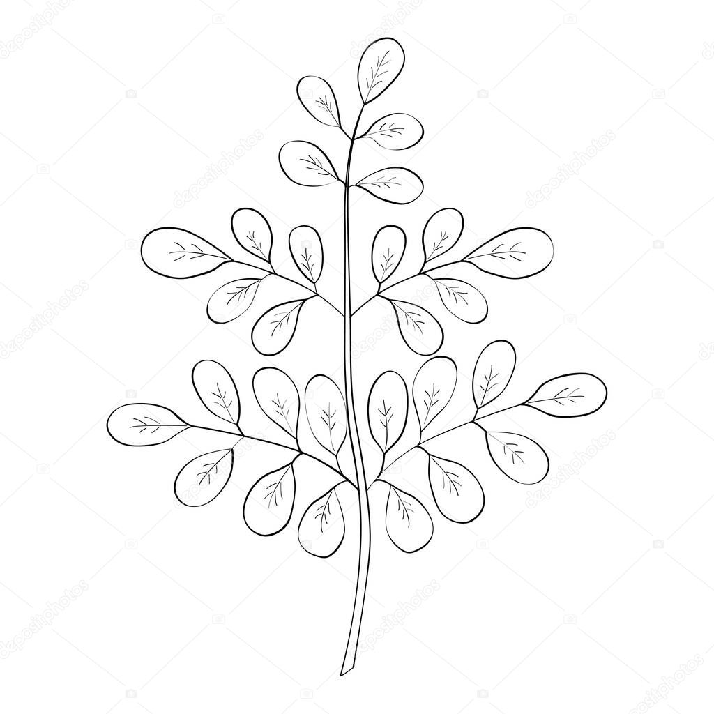 Moringa oleifera sketch 1-1