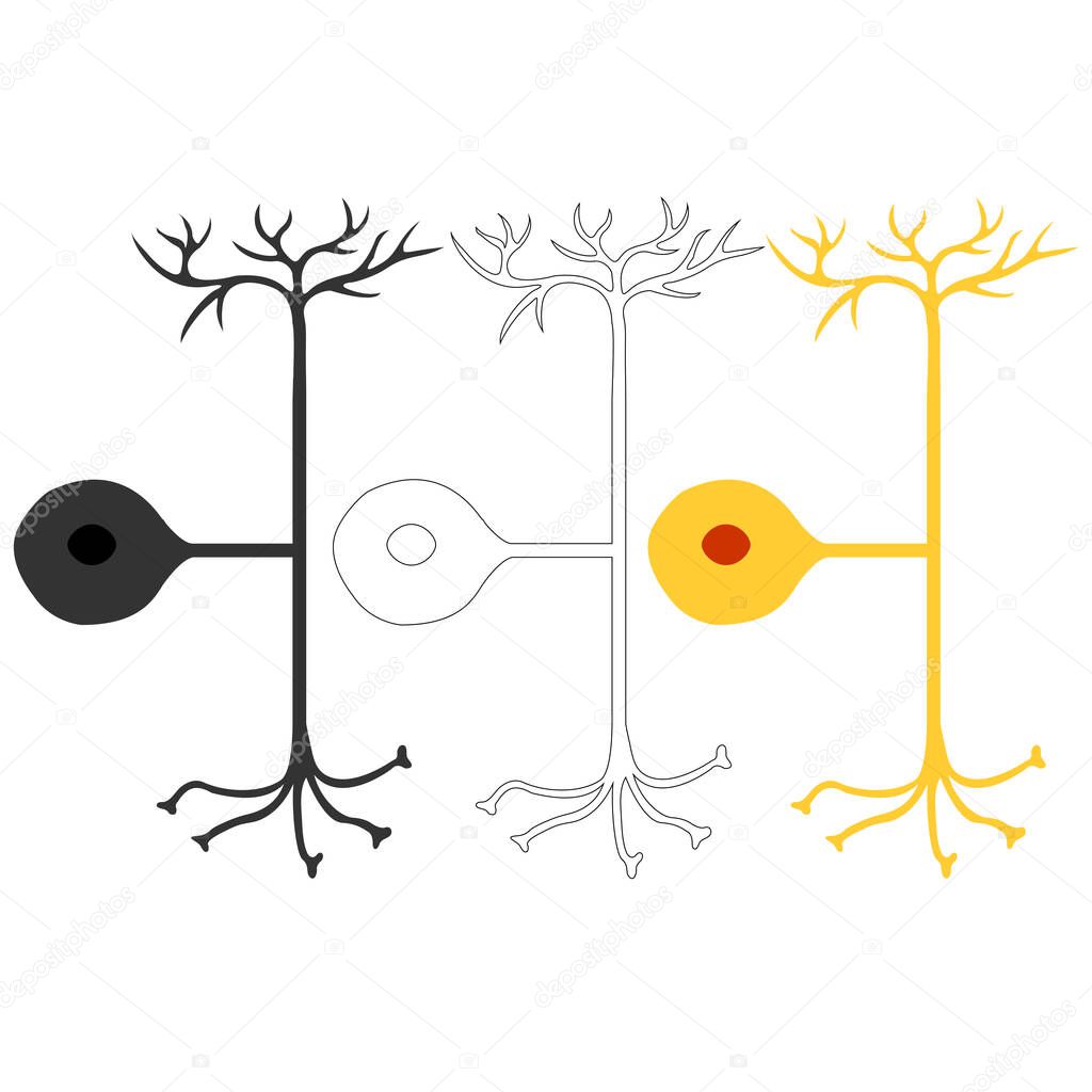 Pseudo-unipolar neuron, nerve cells neurons