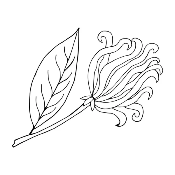 Ylang Ylang Croquis Illustration — Image vectorielle