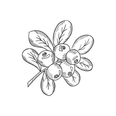 Yeni Cowberry taslağı