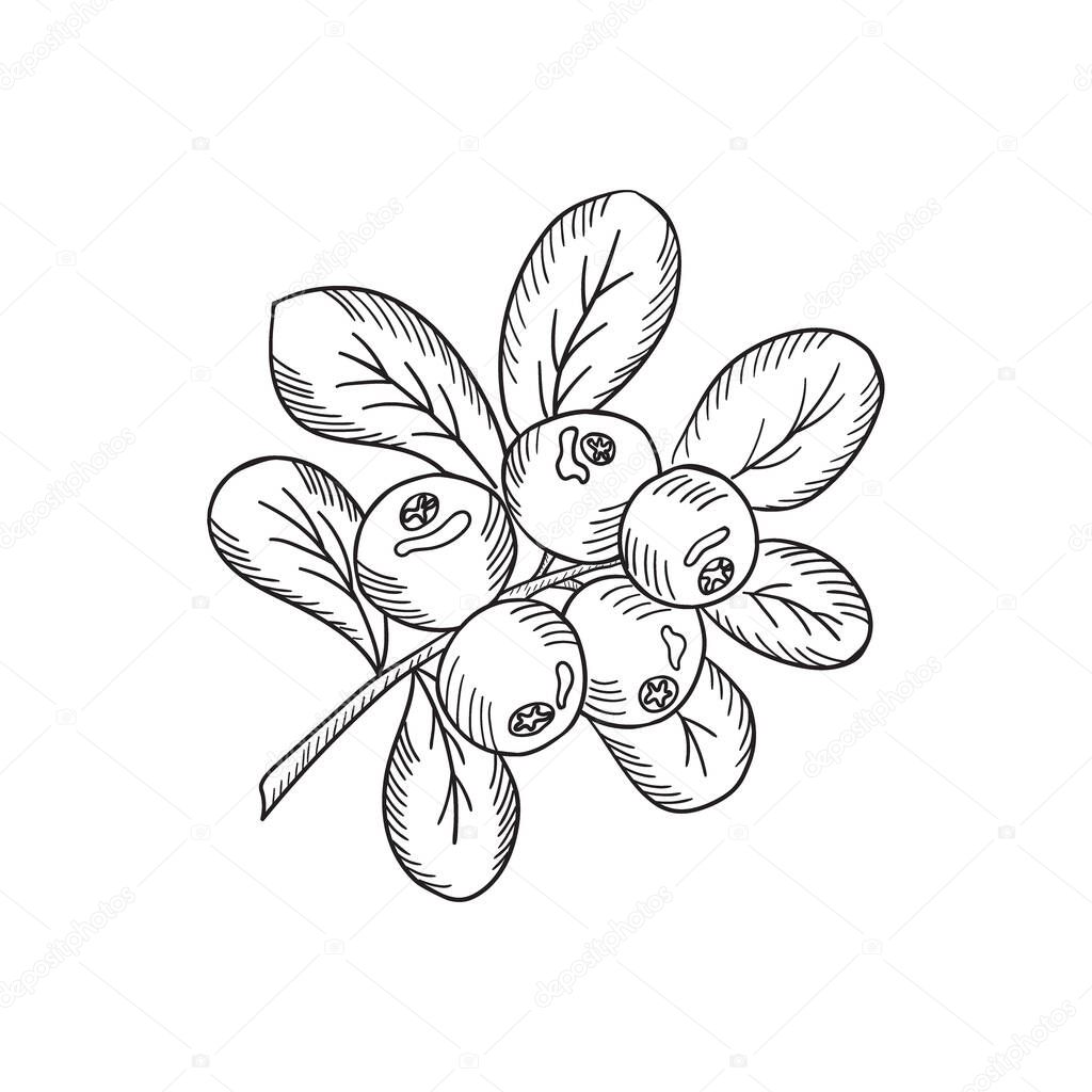 Cowberry sketch new