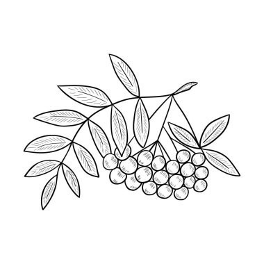 Rowan, robot resmini çiz.