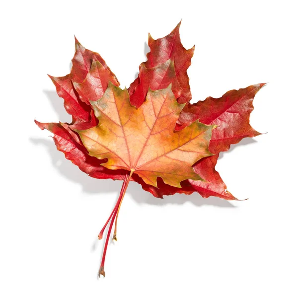Maple Leaves Isolated White Background — Stock Photo, Image
