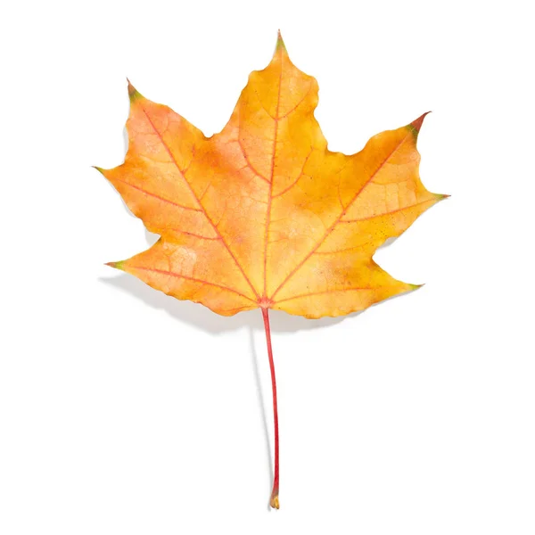 Autumn Maple Leaf Isolated White Background — Stock Photo, Image