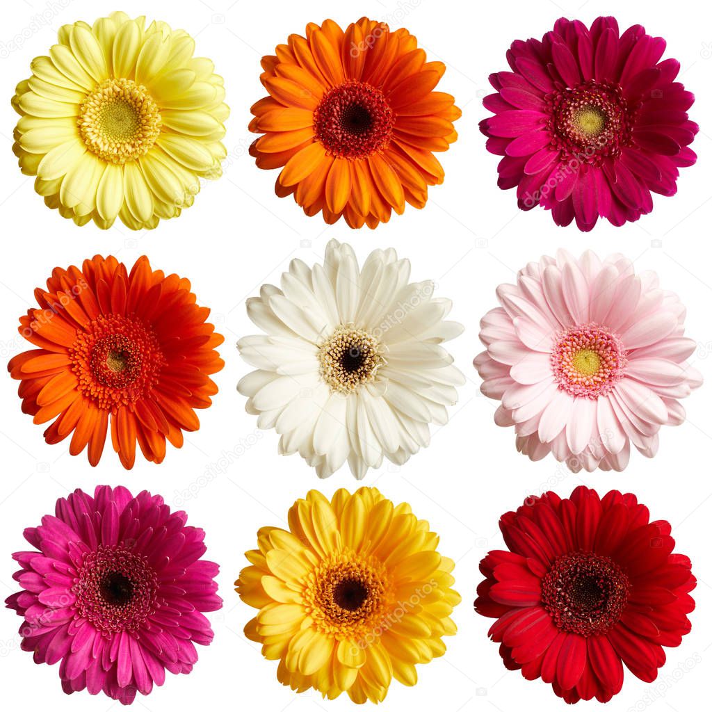 Set of gerbera daisy flowers isolated on white background