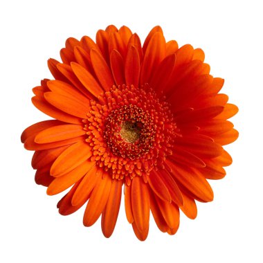 kırmızı gerbera çiçeği beyaz arkaplanda izole edilmiş
