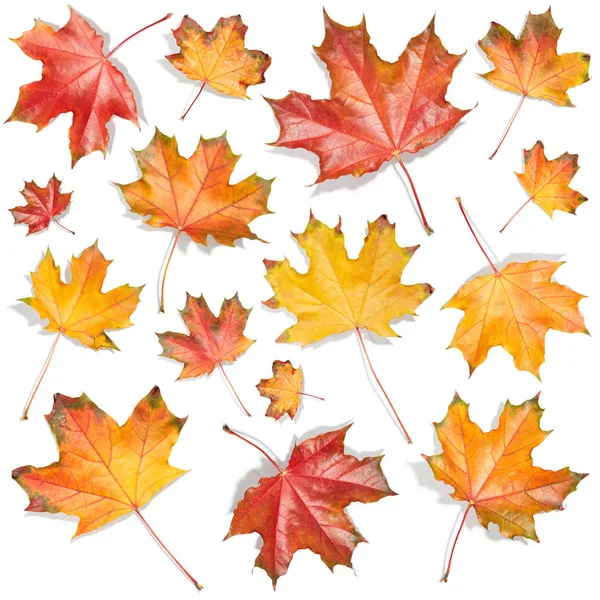 Set Autumn Maple Leaves Isolated White Background — Stock Photo, Image