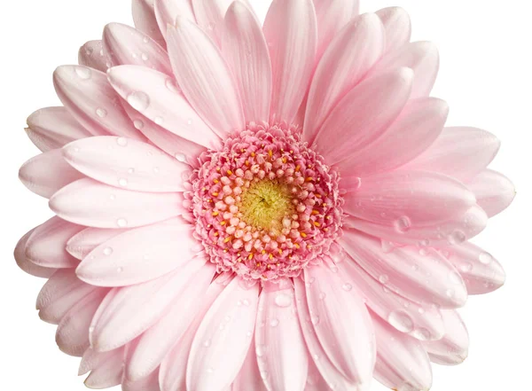 Fiore Gerbera Rosa Isolato Sfondo Bianco — Foto Stock