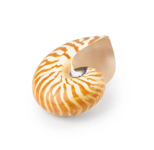 Nautilus Coquille Isolée Sur Fond Blanc — Photo