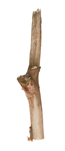 Trädet Hålla Sig Isolerade Vit Bakgrund — Stockfoto