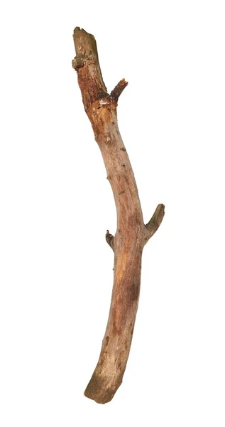 Baum Stick Isoliert Auf Weißem Hintergrund — Stockfoto