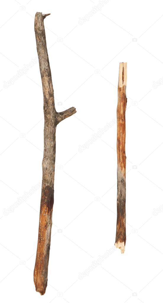 Tree branches isolated on white background
