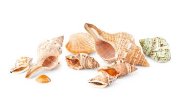 Different seashells isolated on white background clipart